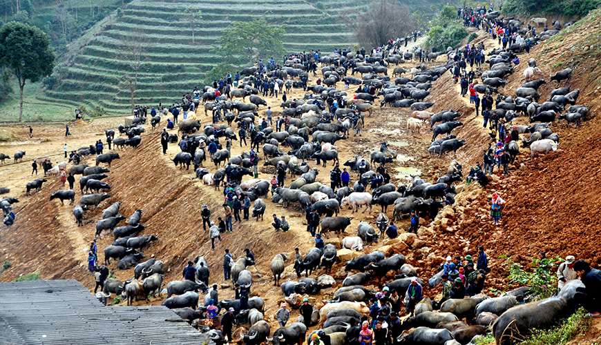 Can-Cau-Northern-Vietnam