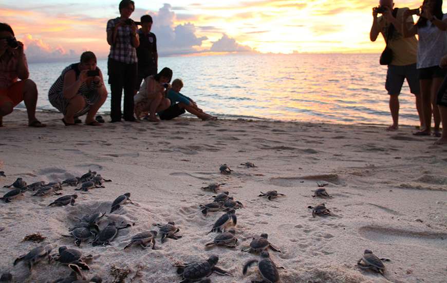 baby turtles into the sea