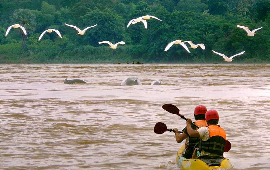 dolphins Cambodia