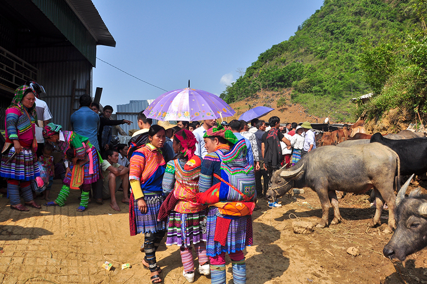 buffalo-market-Northern-Vietnam