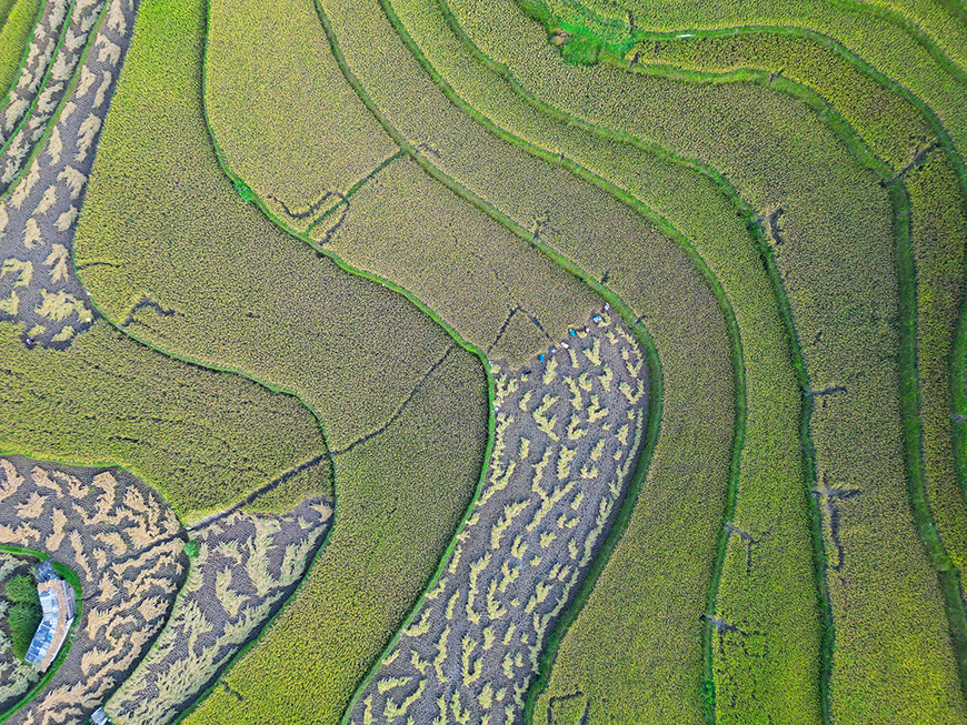 rice-fields