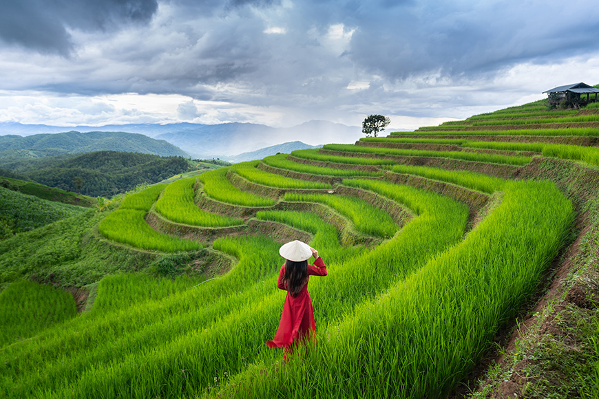 vietnamese-woman-in-rice-fields
